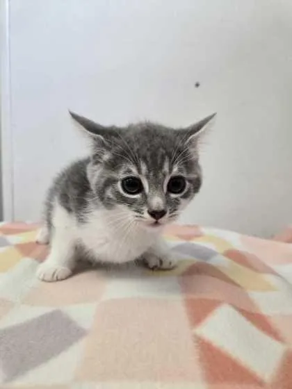 An adult small-sized female Domestic Short Hair cat named Bodacious for adoption in Spruce Pine, NC