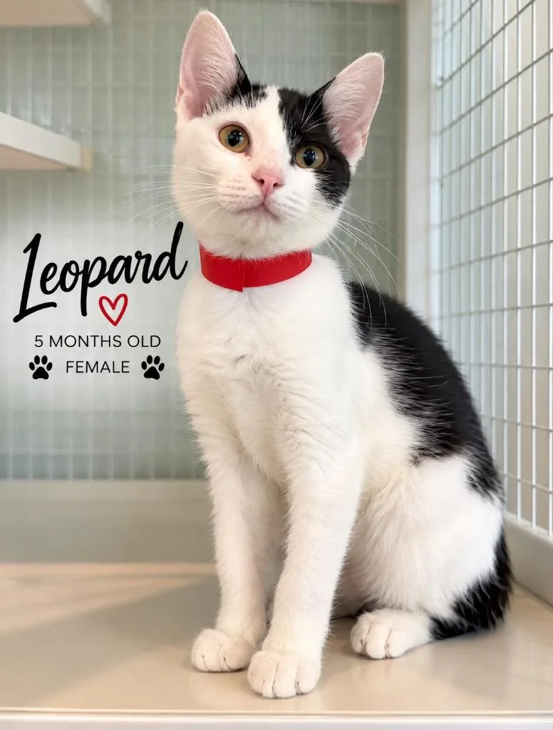 Leopard thumbnail 2