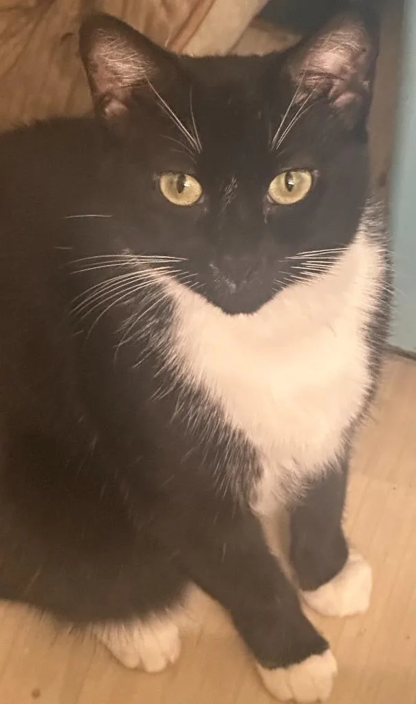 A young medium-sized male Domestic Short Hair cat named Cookie for adoption in New York, NY
