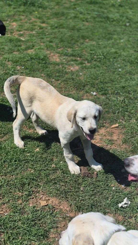 A baby large-sized male Mixed Breed dog named Bennie for adoption in Fond Du Lac, WI