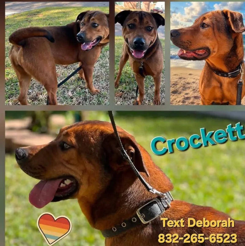 Crockett thumbnail 5