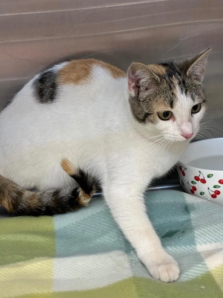 A baby small-sized female Domestic Short Hair cat named Hersberry for adoption in Hartsville, SC
