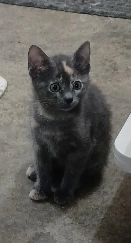 A baby small-sized female Domestic Short Hair cat named Brenna for adoption in Rockford, IL