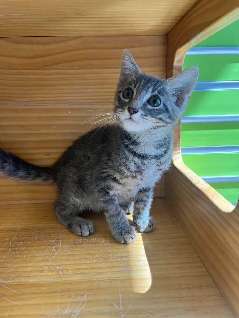 A young medium-sized male Tabby (Gray / Blue / Silver) Domestic Short Hair cat named Purrcy for adoption in Tyler, TX
