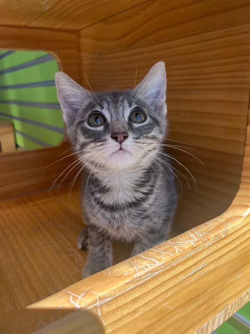 Purrcy thumbnail 2