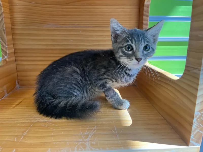 Purrcy thumbnail 3