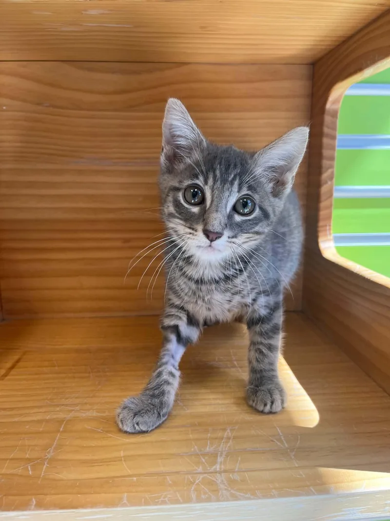 Purrcy thumbnail 4