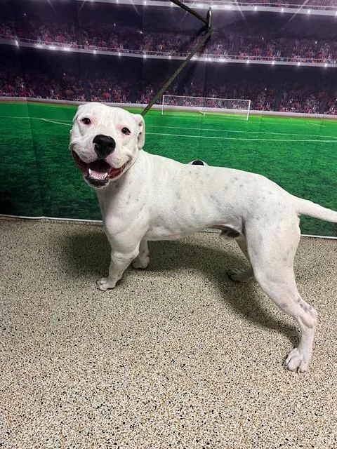 A young large-sized male American Bulldog dog named Duke for adoption in Miami, FL