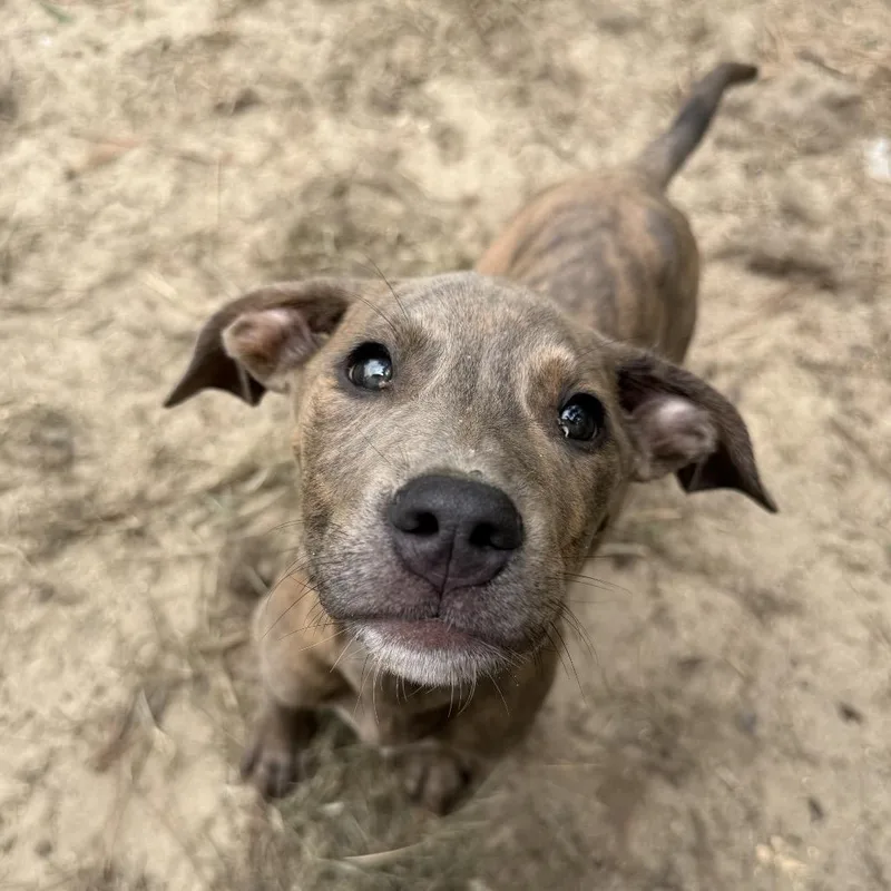 A baby small-sized male Brindle Pit Bull Terrier dog named Reed for adoption in Aberdeen, NC