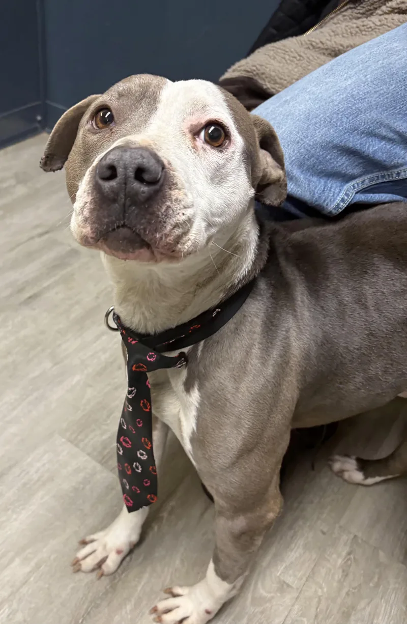 Furdinand thumbnail 3