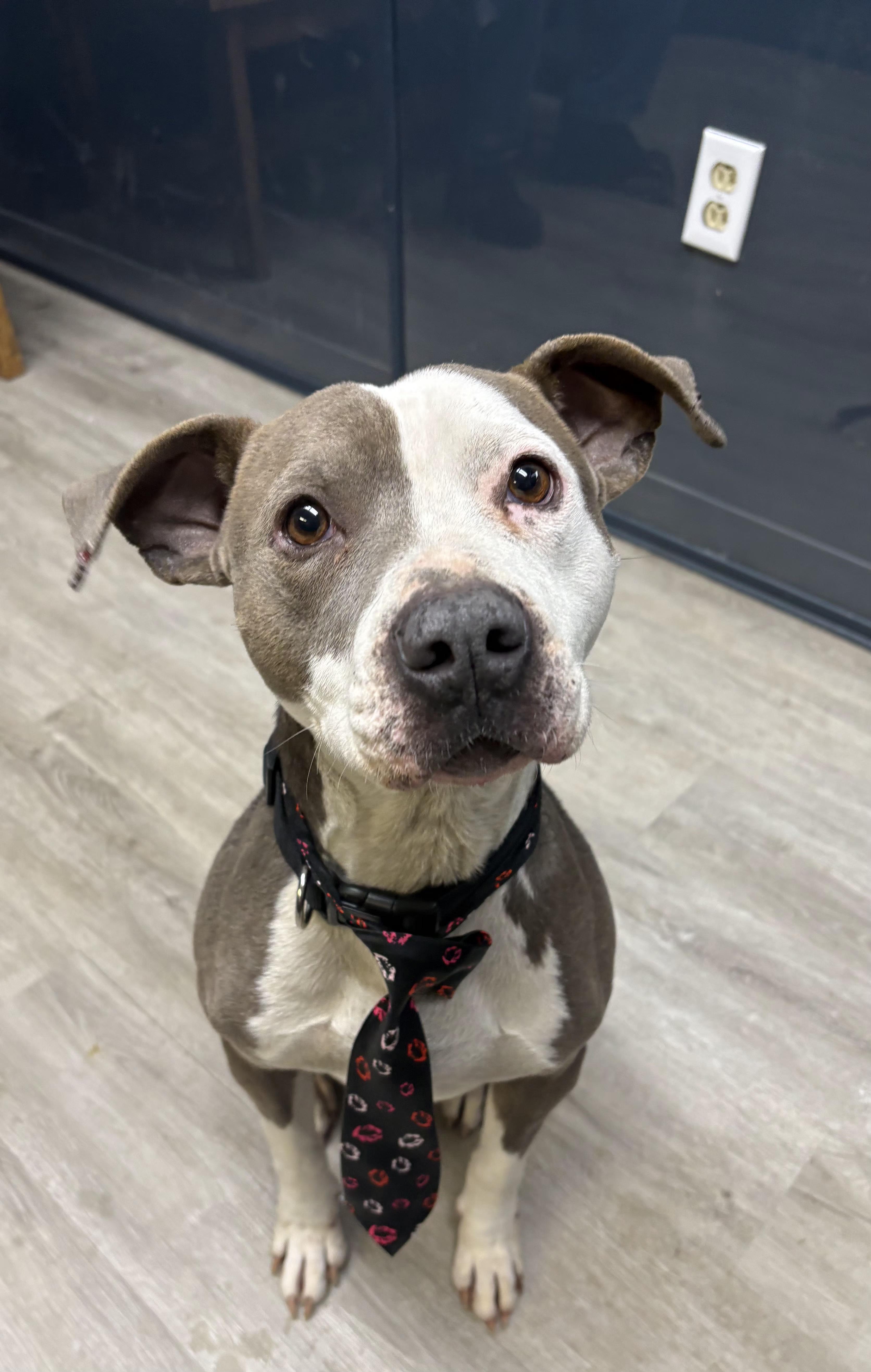 Furdinand thumbnail 4