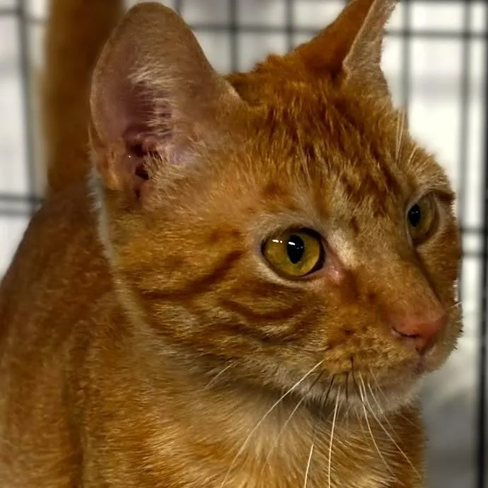 An adult medium-sized female Orange / Red Tabby cat named Quinn for adoption in Montclair, NJ