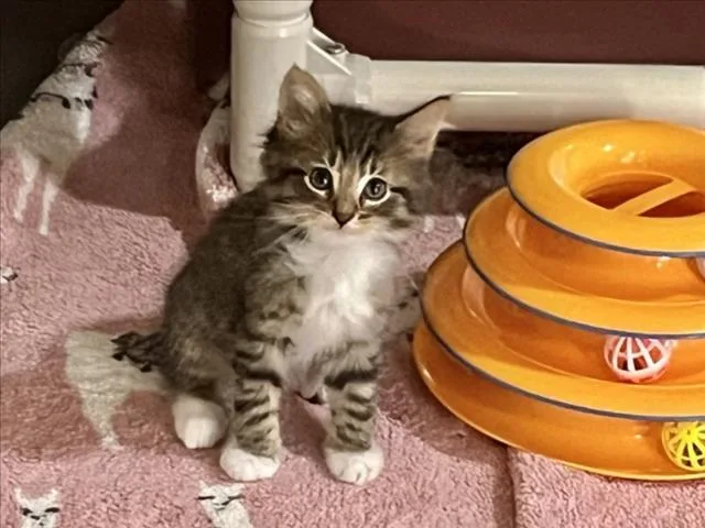 A baby small-sized male Domestic Medium Hair cat named Oak for adoption in Chapel Hill, NC