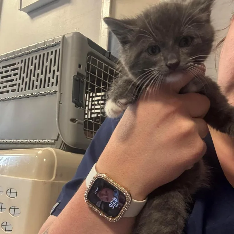 A baby small-sized male Gray / Blue / Silver Domestic Short Hair cat named Sir Fraizer for adoption in Inwood, WV