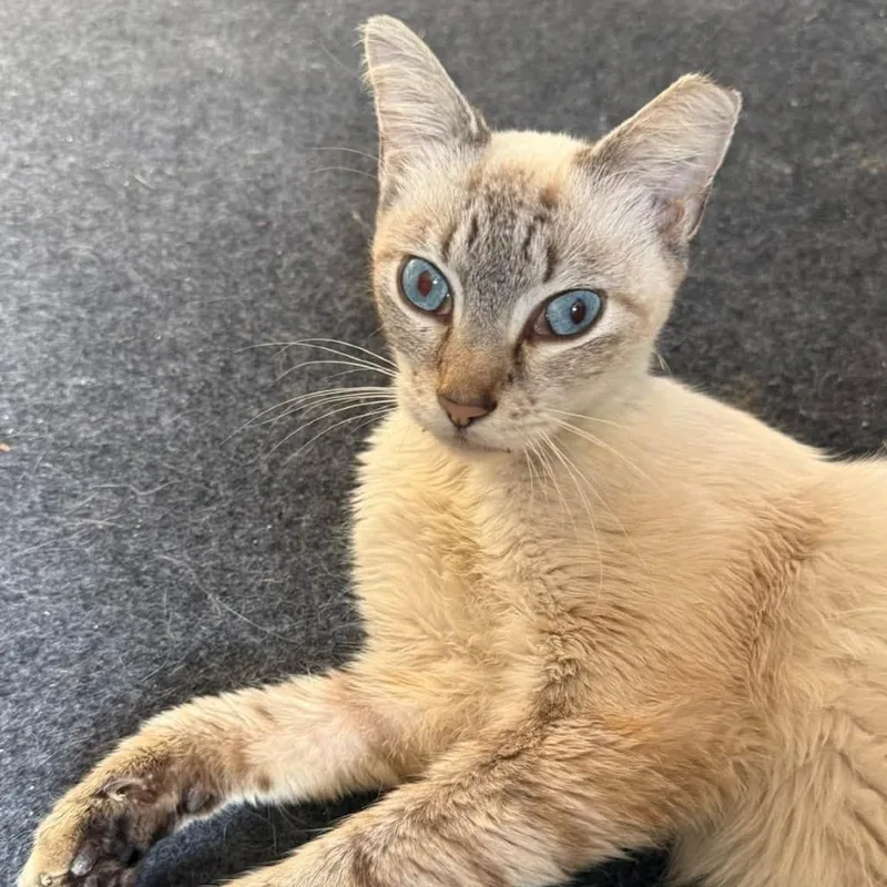 An adult medium-sized male Cream / Ivory Domestic Short Hair cat named Smokey for adoption in Brooksville, KY