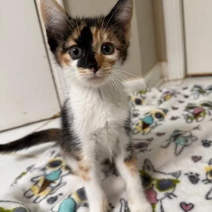 A baby small-sized female Domestic Short Hair cat named Wegovy for adoption in Woodstock, GA