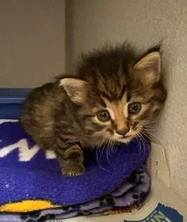 A baby medium-sized female Tabby (Brown / Chocolate) Domestic Short Hair cat named Medley for adoption in Mason City, IA