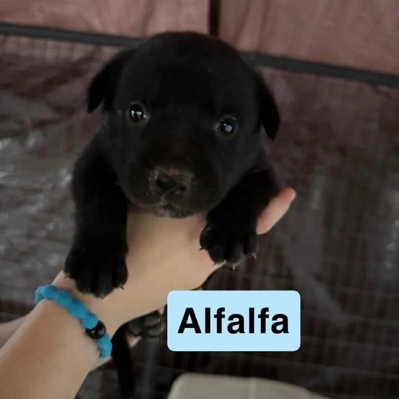 A baby small-sized male Labrador Retriever dog named Alfalfa for adoption in Pearsall, TX