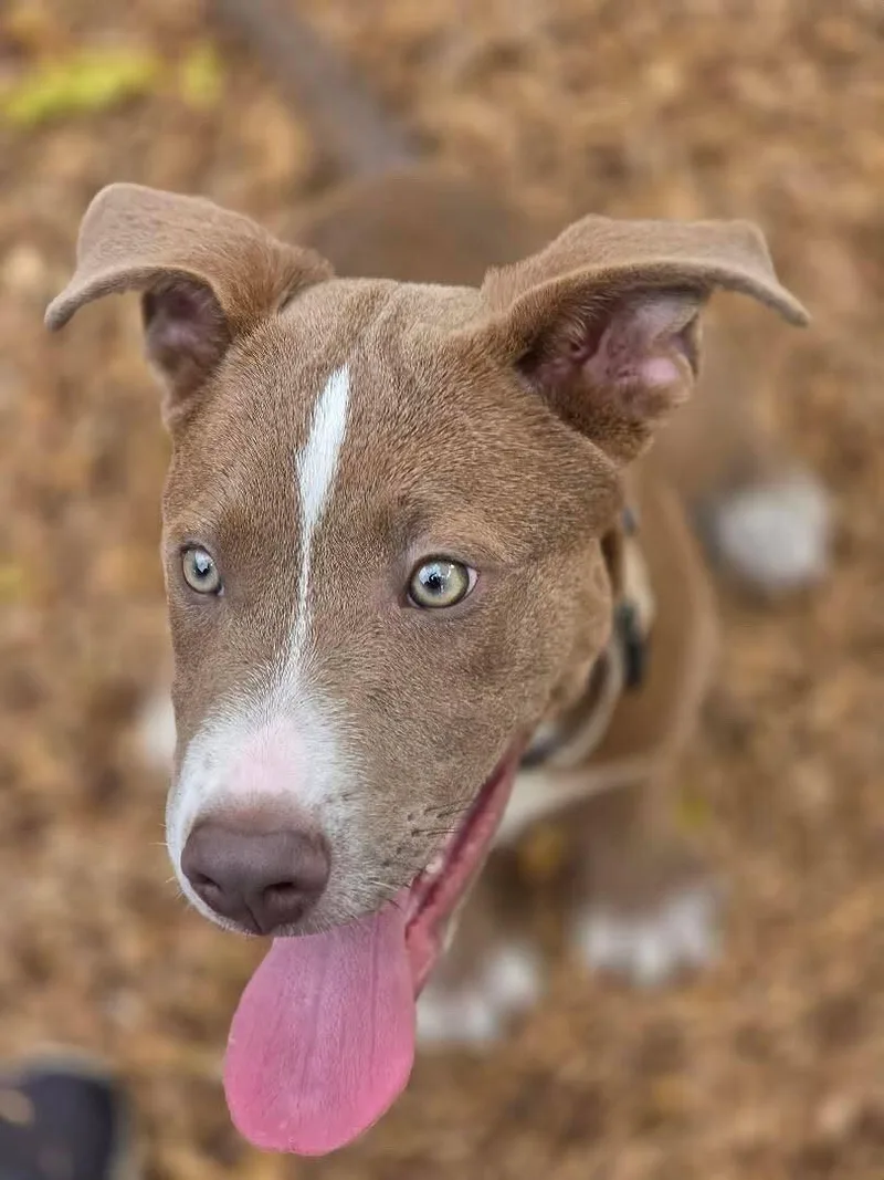 A baby medium-sized male Pit Bull Terrier dog named Billy for adoption in San Rafael, CA