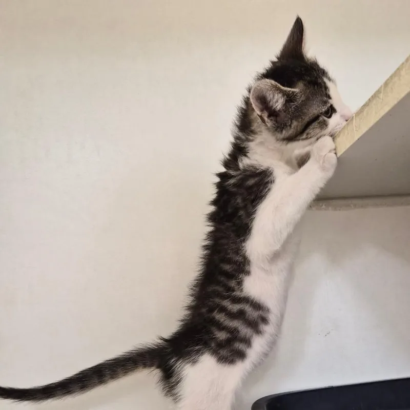 A baby small-sized female Domestic Short Hair cat named Ladybug for adoption in Woodstock, IL