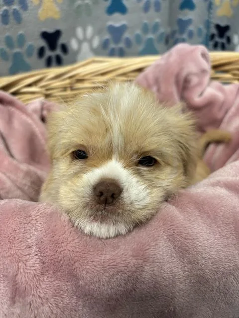 A baby small-sized female Maltese dog named Wafer for adoption in Rosenberg, TX