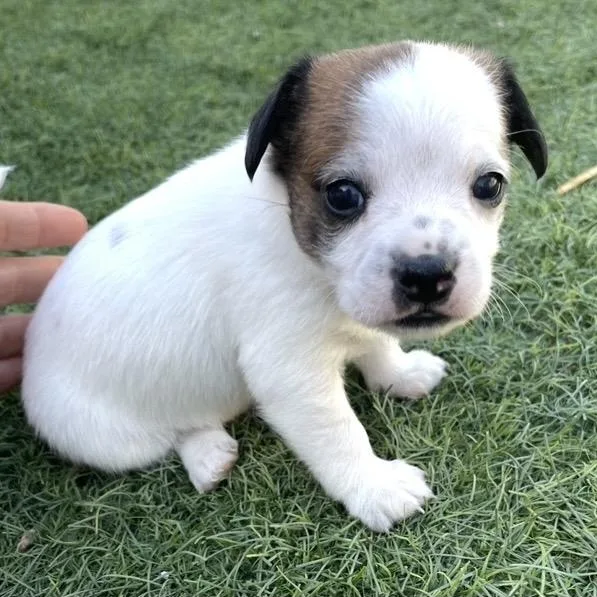 A baby small-sized male White / Cream Mixed Breed dog named Valentino for adoption in Santa Rosa, CA