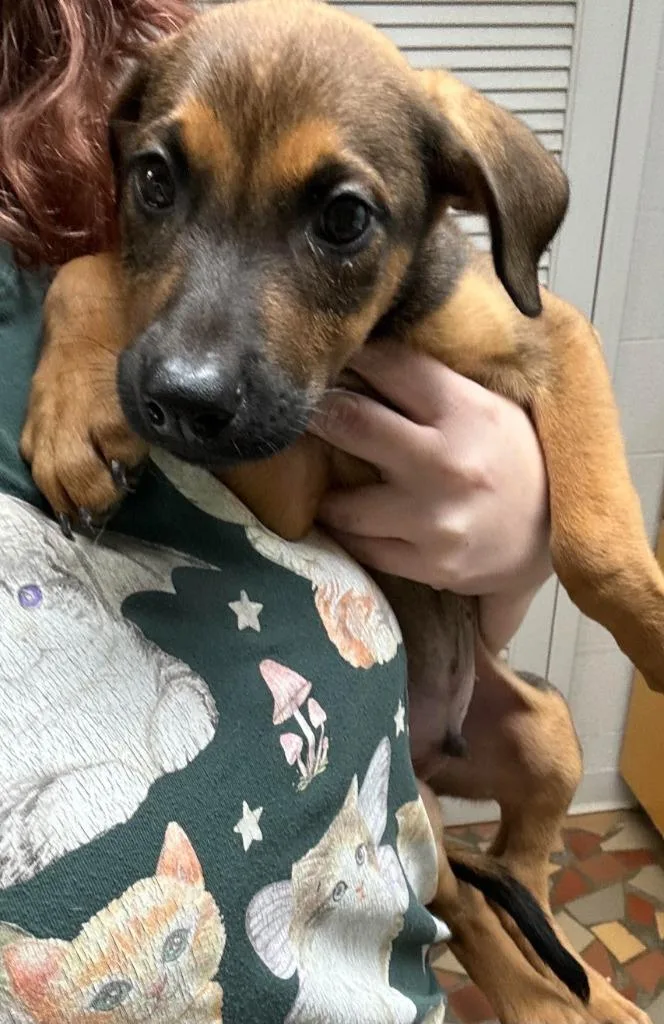 A baby small-sized male Black Mouth Cur dog named Buckwheat for adoption in Newnan, GA