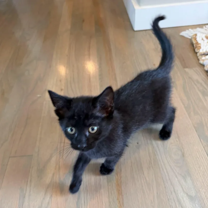Nova