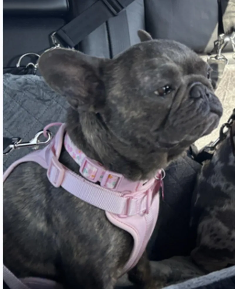 An adult small-sized female French Bulldog dog named Maisie for adoption in PALM BAY, FL