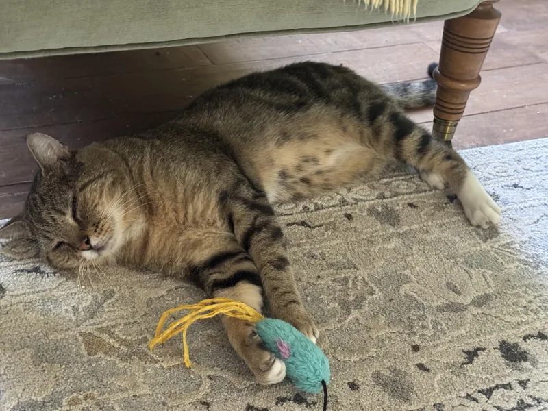 An adult medium-sized male Tabby (Brown / Chocolate) Domestic Short Hair cat named Irvingquiet for adoption in Beverly, MA