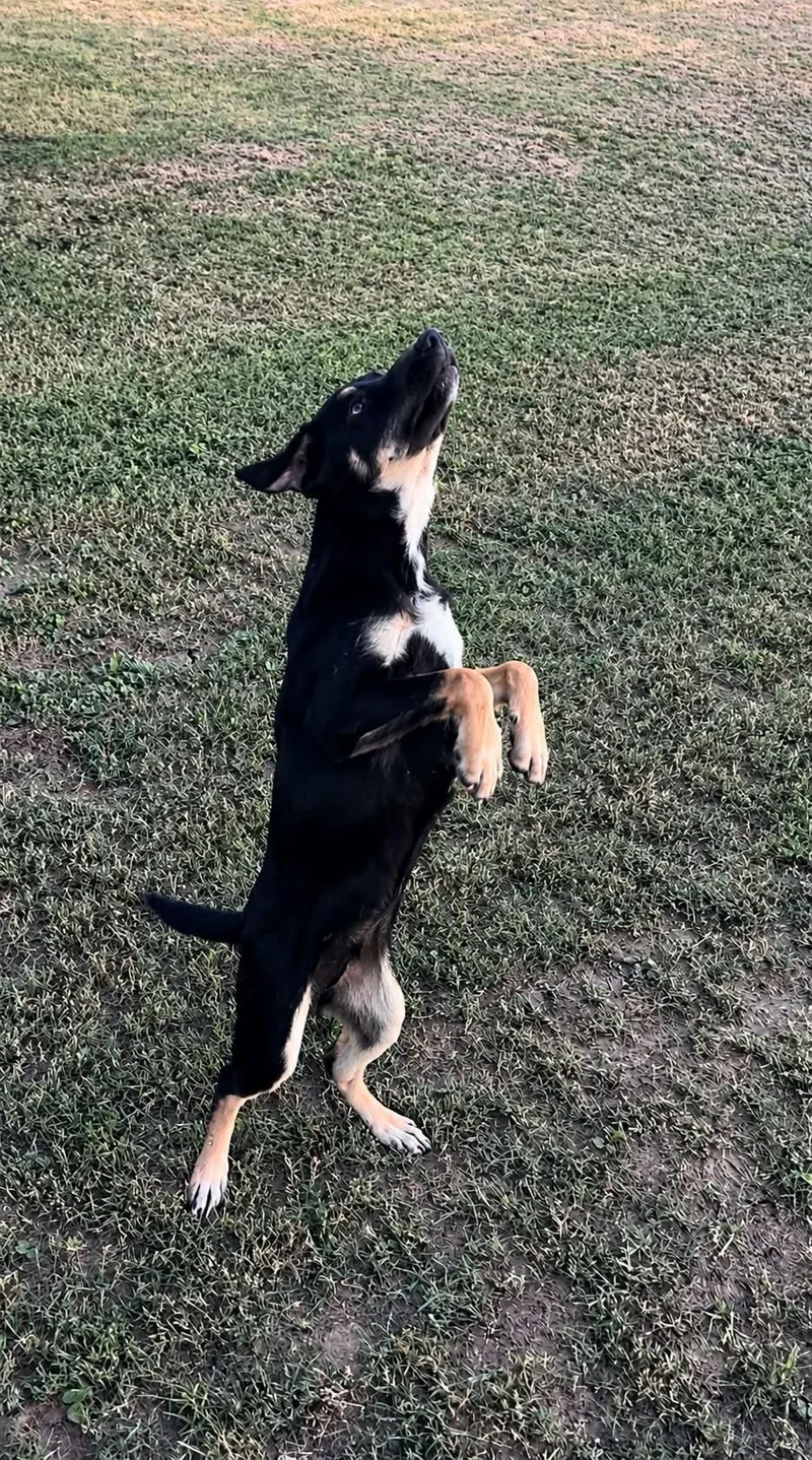 Leo Only  pounds thumbnail 2
