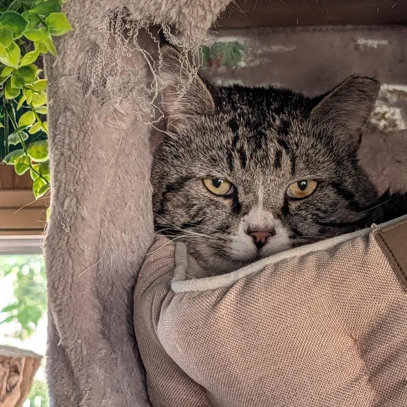 An adult small-sized male Domestic Short Hair cat named Mr Big for adoption in Washoe Valley, NV