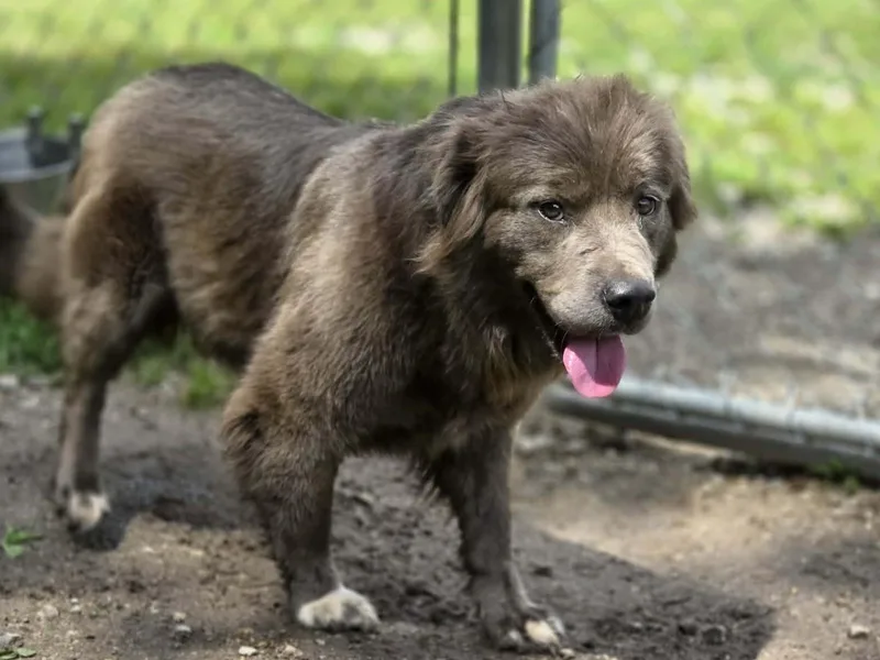 A young medium-sized female Australian Shepherd dog named Bella for adoption in Anniston, AL