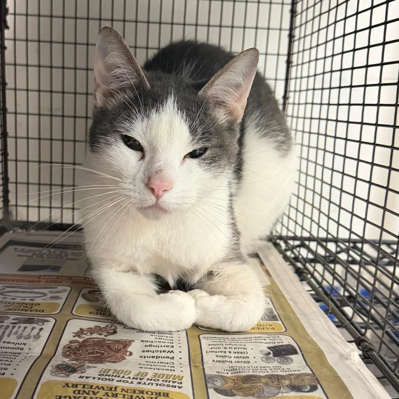An adult medium-sized female Black Domestic Short Hair cat named Lucy Bell for adoption in Philadelphia, PA