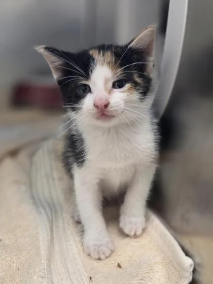 A baby small-sized female Domestic Short Hair cat named Snoball for adoption in Westland, MI