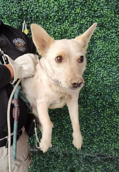 An adult small-sized female White / Cream Shepherd dog named 60854239 for adoption in El Paso, TX