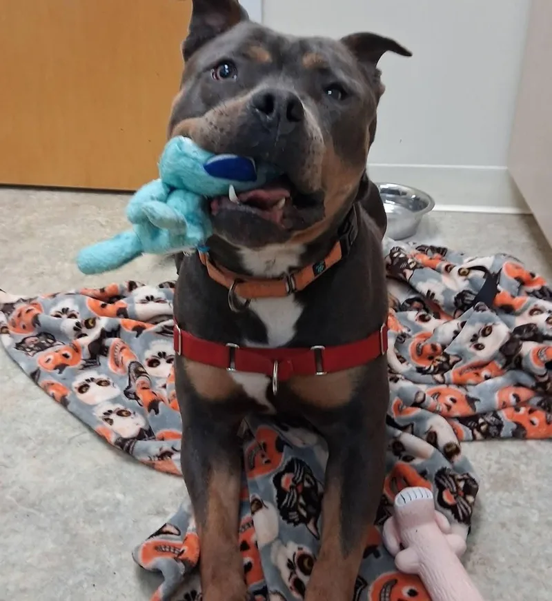 A young medium-sized female Black American Bully dog named Riley for adoption in Attleboro, MA