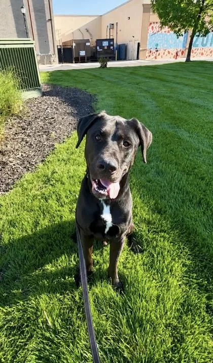 An adult extra large-sized male Black Labrador Retriever dog named Buck for adoption in Kansas City, MO