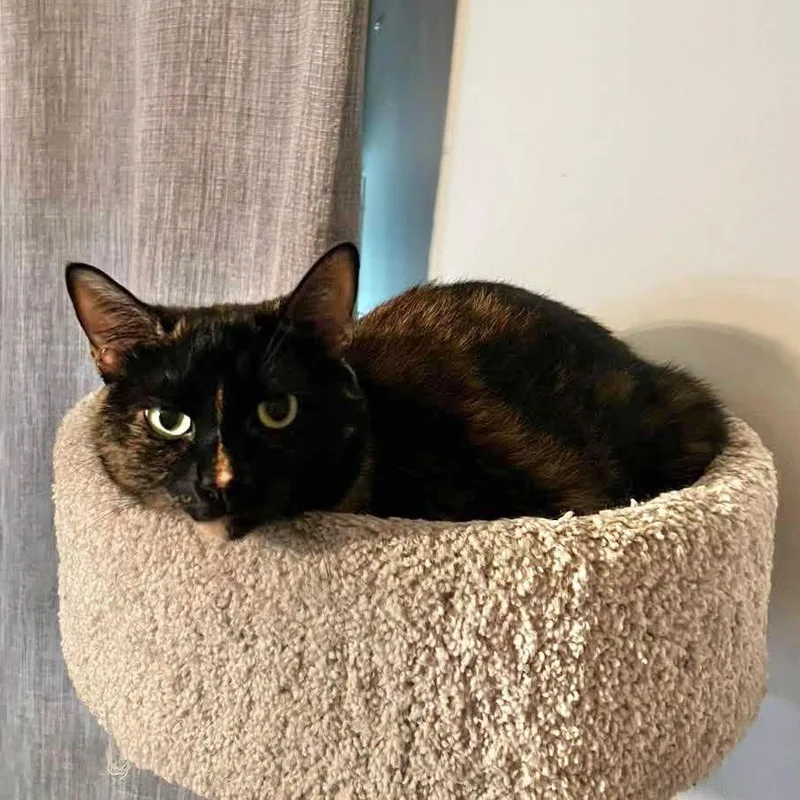 An adult small-sized female Tortoiseshell cat named Truffles for adoption in Capshaw, AL