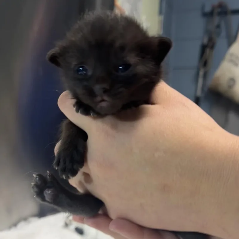 Salem Saberhagen