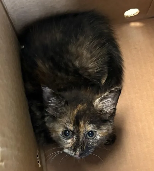 A baby small-sized female Domestic Short Hair cat named Nfc for adoption in Lawrenceville, GA