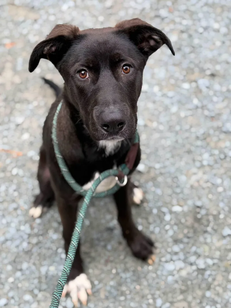 A young large-sized male Mixed Breed dog named Johny for adoption in Elizabethtown, NC