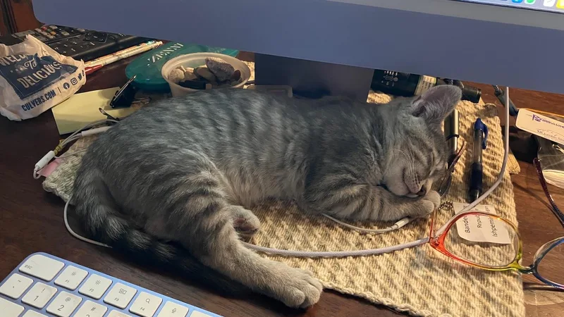 A baby small-sized female Tabby (Gray / Blue / Silver) Domestic Short Hair cat named Christina for adoption in Milwaukee, WI