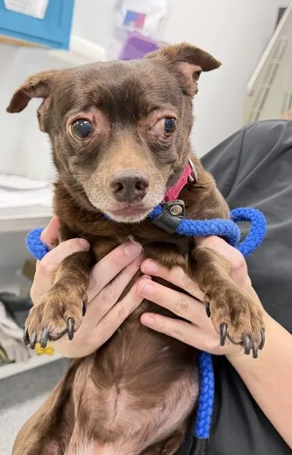 A senior small-sized female Dachshund dog named Sable for adoption in Daytona Beach, FL