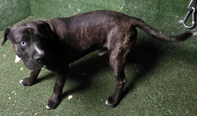 A young large-sized male German Shepherd Dog dog named Sampson for adoption in Lancaster, CA