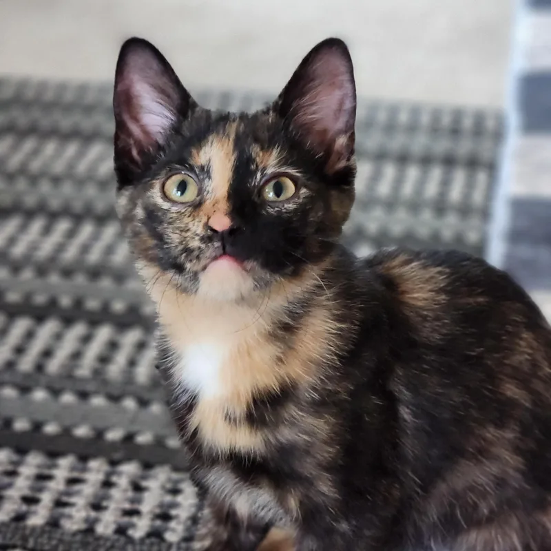 A baby medium-sized female Calico Domestic Short Hair cat named Gwen for adoption in Cincinnati, OH