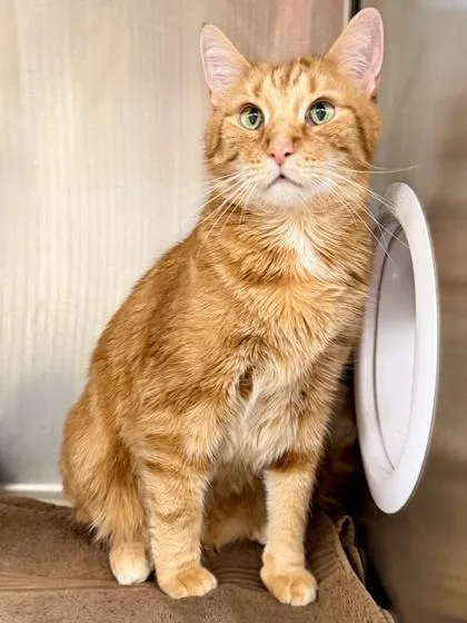 An adult large-sized male Domestic Short Hair cat named Spencer for adoption in Cincinnati, OH
