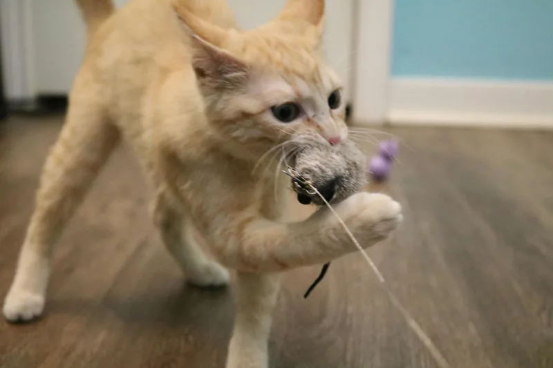 Lady Cat thumbnail 2