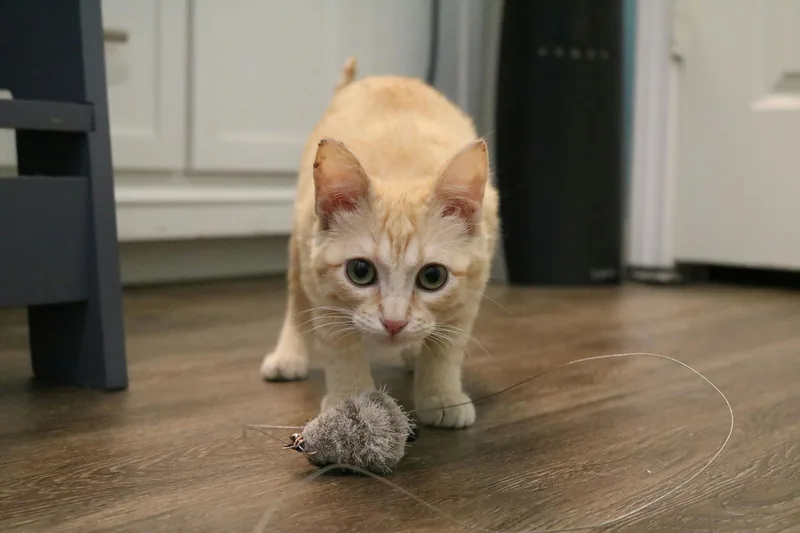 Lady Cat thumbnail 3