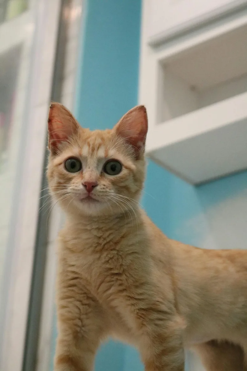 Lady Cat thumbnail 4